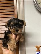 yorkshire terrier puppy posted by Maria Lou